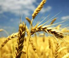 財(cái)政部 農(nóng)業(yè)農(nóng)村部發(fā)布2021年重點(diǎn)強(qiáng)農(nóng)惠農(nóng)政策