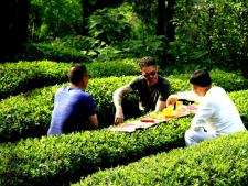 “曉陽春”生態(tài)茶園