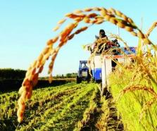 青島農(nóng)擔(dān)發(fā)力“碳金融”助推農(nóng)業(yè)綠色轉(zhuǎn)型