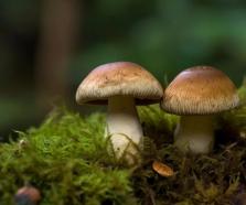 資訊】青島農(nóng)擔(dān)引導(dǎo)農(nóng)業(yè)產(chǎn)業(yè)升級(jí)，新“菇”事助力鄉(xiāng)村振興