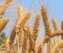 青島金融：助農(nóng)顆粒歸倉(cāng)收獲滿滿